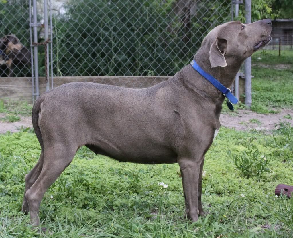 blue lacy dog for sale blue lacy dog for sale